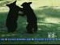 N.J. Sees Rise In Bear Population