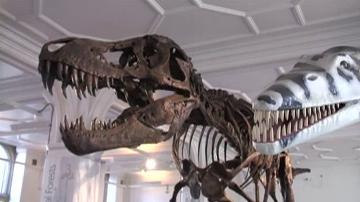 NG Live - Paleontology at the University of Manchester