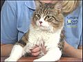 Adopt-a-cat month at Humane Society of Elkhart County