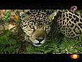 El jaguar,  una especie en peligro