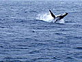 Whale Wars: Breaching Humpback Whales