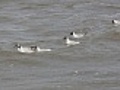 black headed gulls