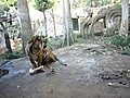 【遊記】上野動物園之餵食秀