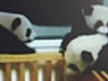 Baby Panda Video Becomes Internet Sensation