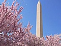 Cherry Blossom in Washington,  DC - Great Attractions (United States)