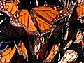 Great Migrations - Monarch Mating