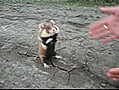 Hamster très agressif