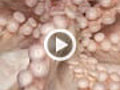LIFE in the News: Giant Pacific Octopus