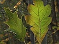 How to Identify an Oak Tree