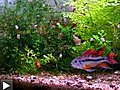 Couple Apistogramma cacatuoides triple-red