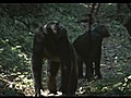 Natural World - Chimps of the Lost Gorge (2011)