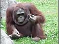 Orangutan Saves Baby Chick from Drowning! Орангутанг спасает птенца!
