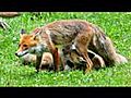 famille Renard !!!