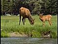 yellowstone national park. amerika. herfst en winter.( laatste deel.)