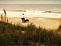 1004 Dogs And Beachcomber On The Beach Early Stock Footage