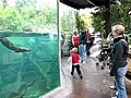 Otter and Kid Play Around