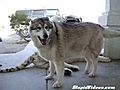 Dogs Play With Tiger