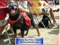 Extreme Funny Dog Clip -  not  dogs mating