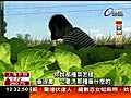 劇毒長年菜含四種農藥主婦罵翻