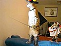 Standing Musketeer Cat