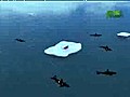 Orcas Attack Seal [Killer Whale attacking Seal (wmv) very clever