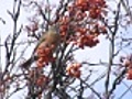 American Robin