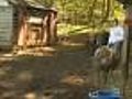 North Andover Farm Told Can’t Have Animals