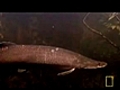 Monster Fish of the Amazon