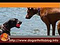 Use Dog Arthritis Medication for the Long Term to Reduce Inflammation