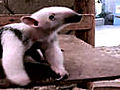 Cute Baby Anteater Finds Its Feet