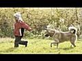El Cerrito Dog Trainer - 510 869 3799 Dog Obedience Training