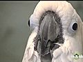 Bird Toweling Demonstration