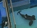 New Hampshire family sues SeaWorld after witnessing trainer’s death