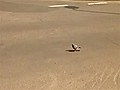 Bird Plays Chicken With Bus