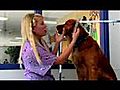 Eau Claire Dog Groomers Tip to Grooming Your Golden Retriever