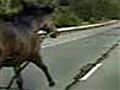 Police chase runaway horse