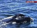 Humpback whale delights watchers