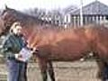 Is Your Horse Too Fat or Too Thin? Find Out With Spillers Condition Scoring!