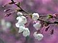 Cherry trees bloom in Japan