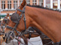 Carriage Horse Close Up in Brugge (HD)