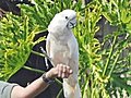 A hawk attacke a cockatoo at a bird show