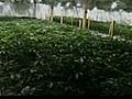 Descubren costosa bodega con 3600 plantas de marihuana