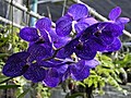 Orchid Garden ,  Nikon Coolpix P100 Photos and HD Video test