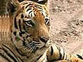 Dudhwa’s tigers: Fighting for survival