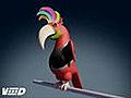 Parrot Funy