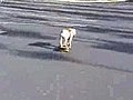 Skateboarding dog