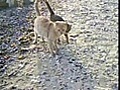 Cat&#039;s Love