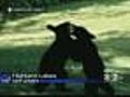 Black Bears Decide To Be Part Of The Family