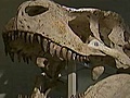 Weird News - Dino Dung Auction