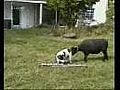 Dog vs Goat